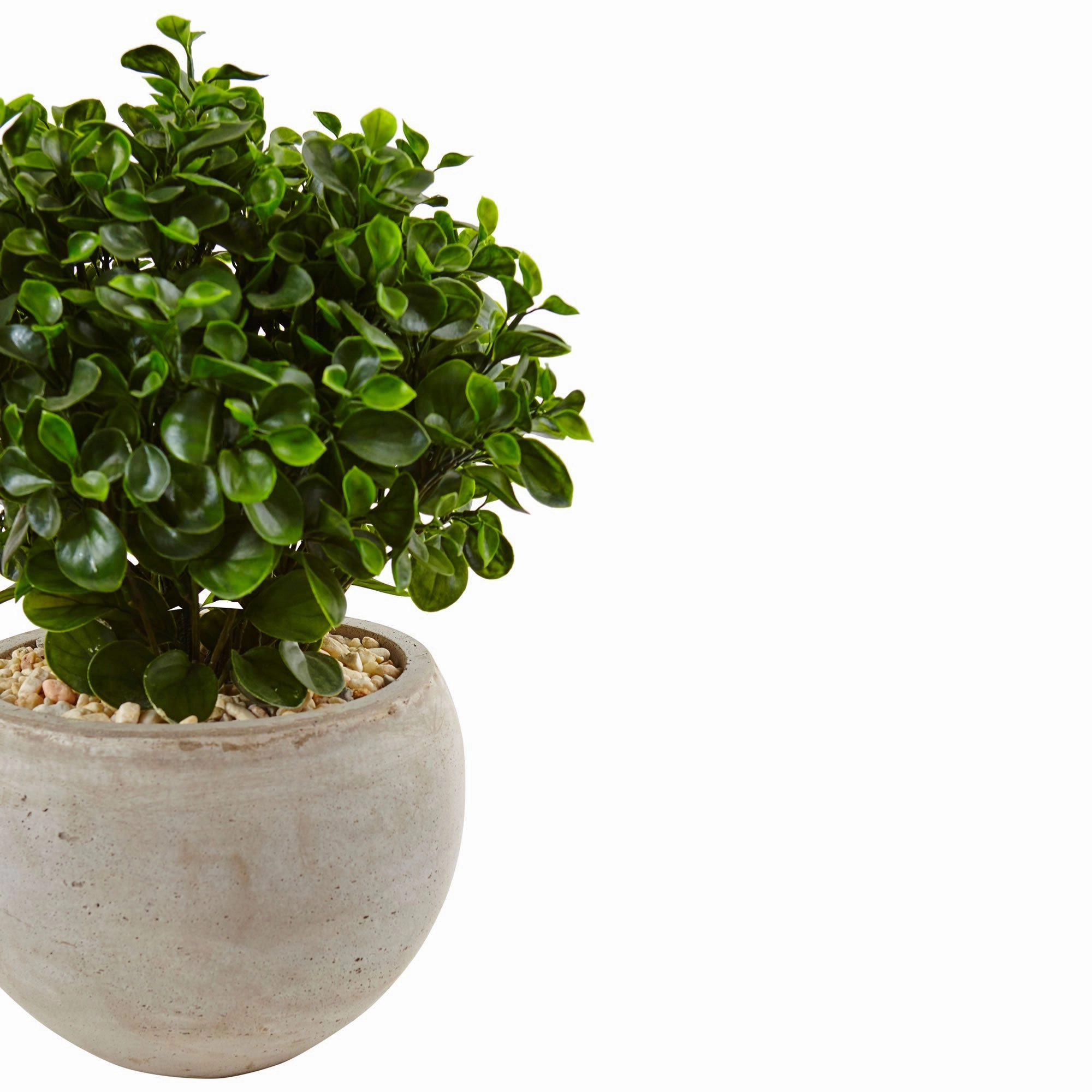 2' Eucalyptus in Bowl UV Resistant (Indoor/Outdoor)
