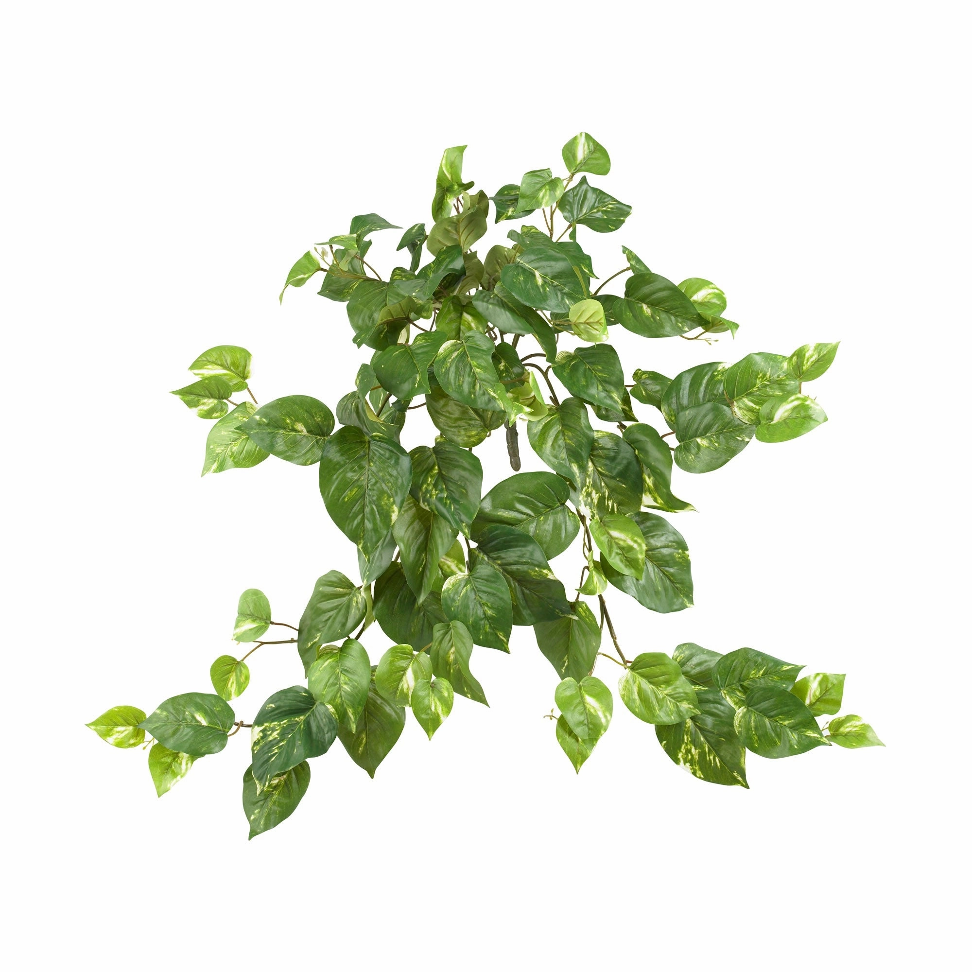 30" Pothos Hanging Bush (Set of 3)