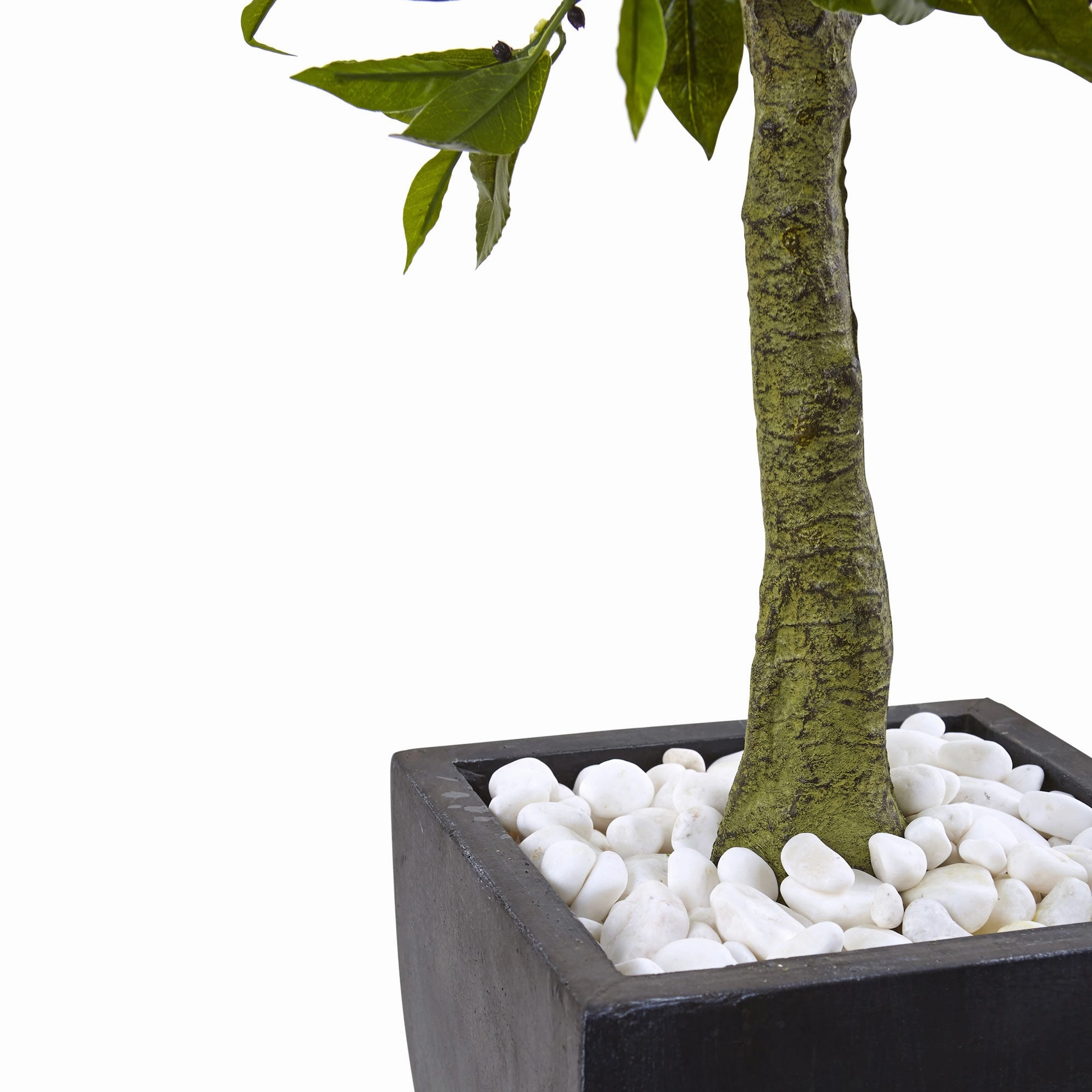 3.5' Bay Leaf Top w/Black Planter UV Rest (Indoor/Outdoor)