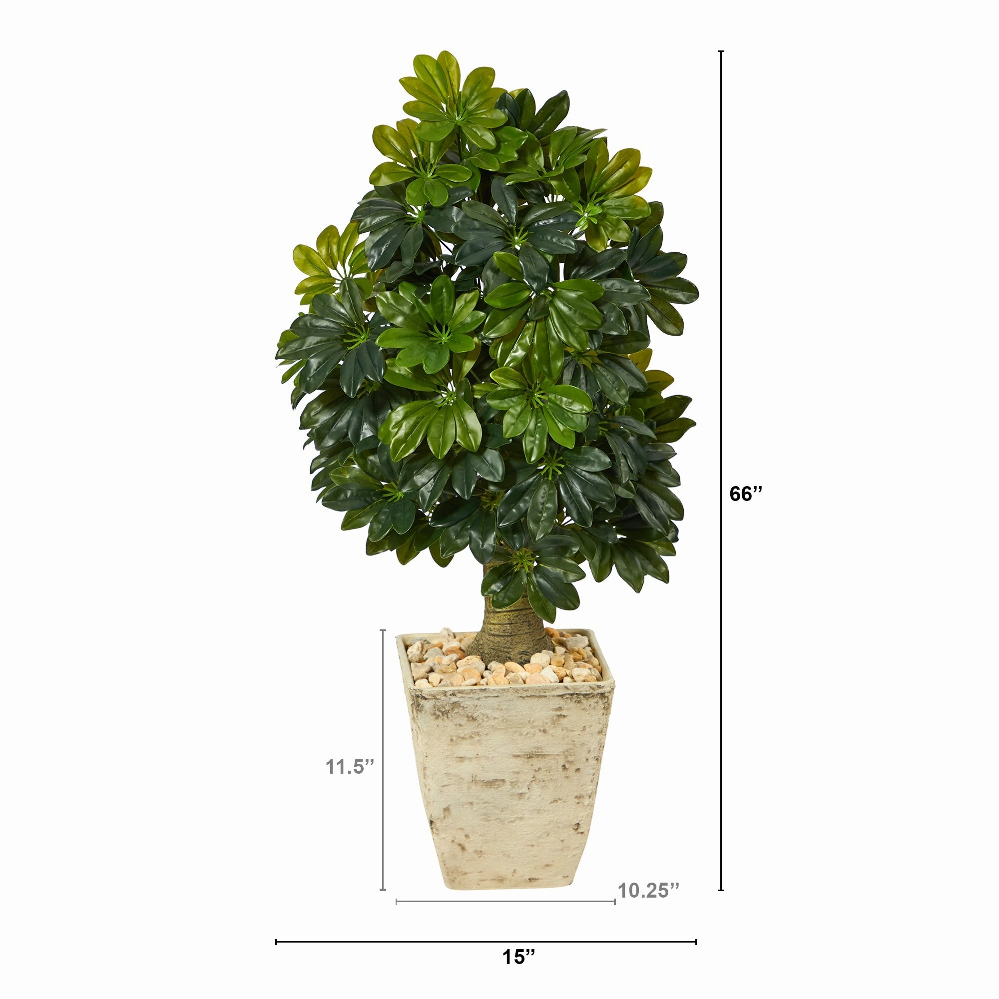 3.5' Schefflera Tree in Country White Planter (Real Touch)