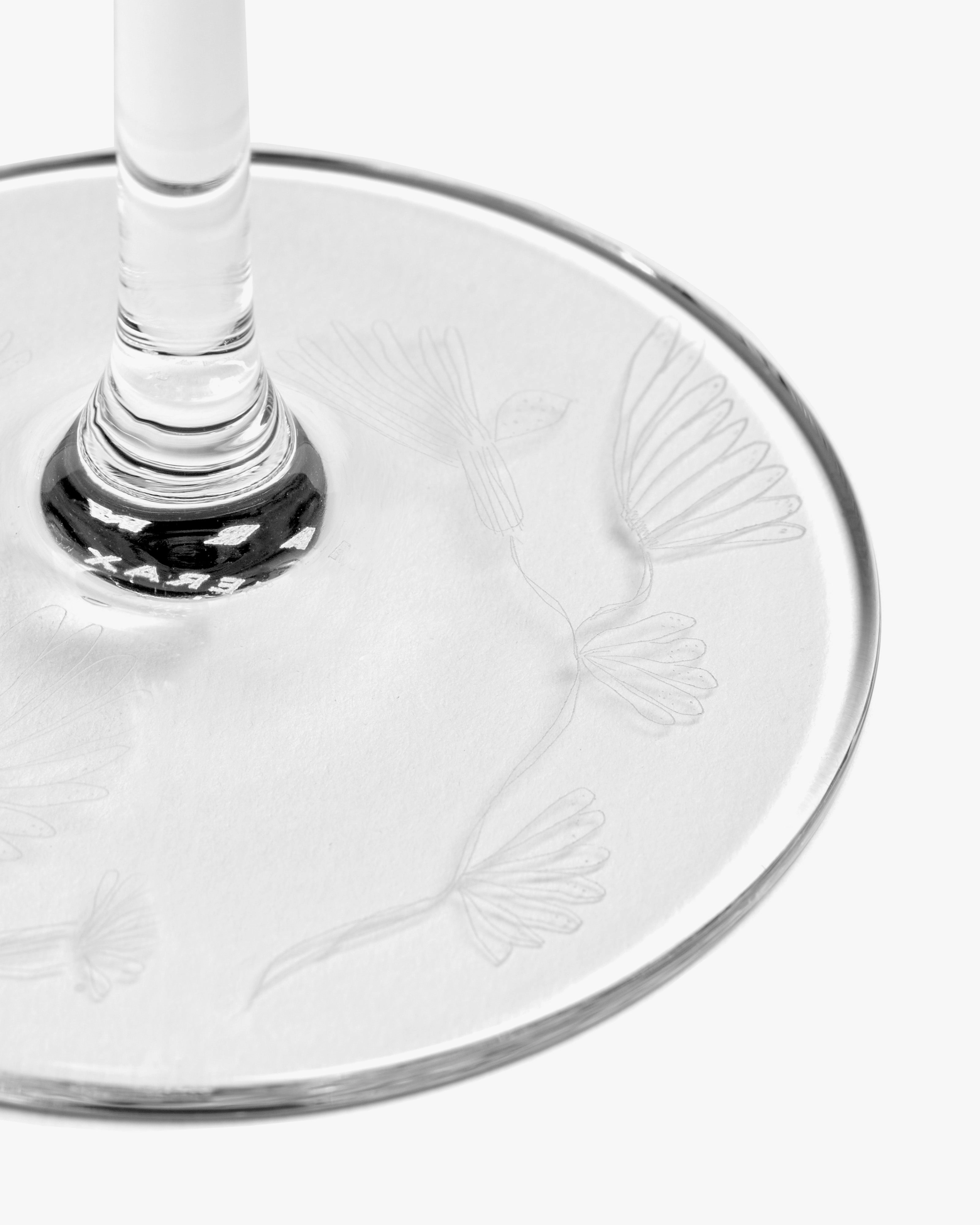 CHAMPAGNE FLUTE CAMELIA AUBERGINE MF Glassware Tableware discount