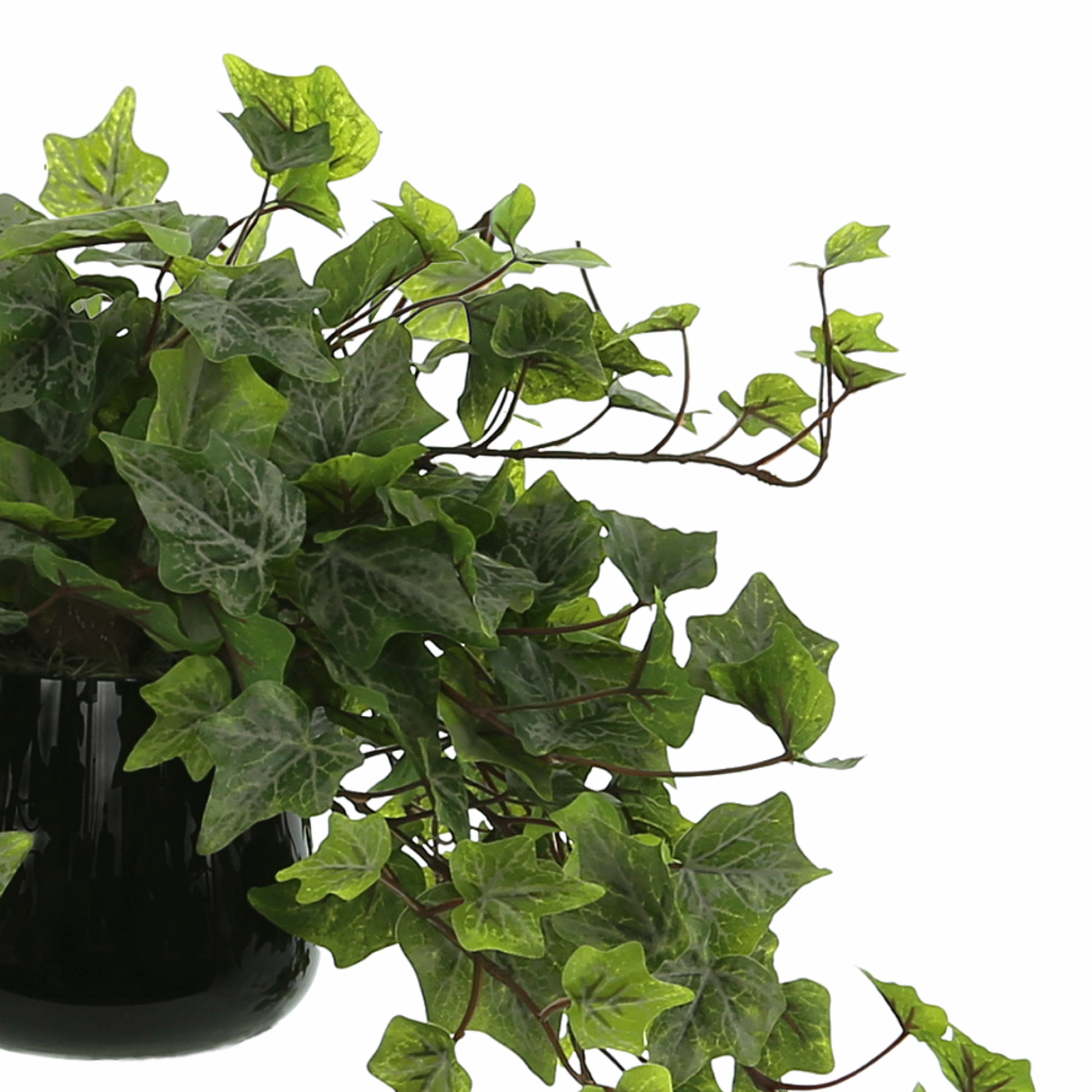 Creative Displays Ivy Arrangement in a Glass Vase