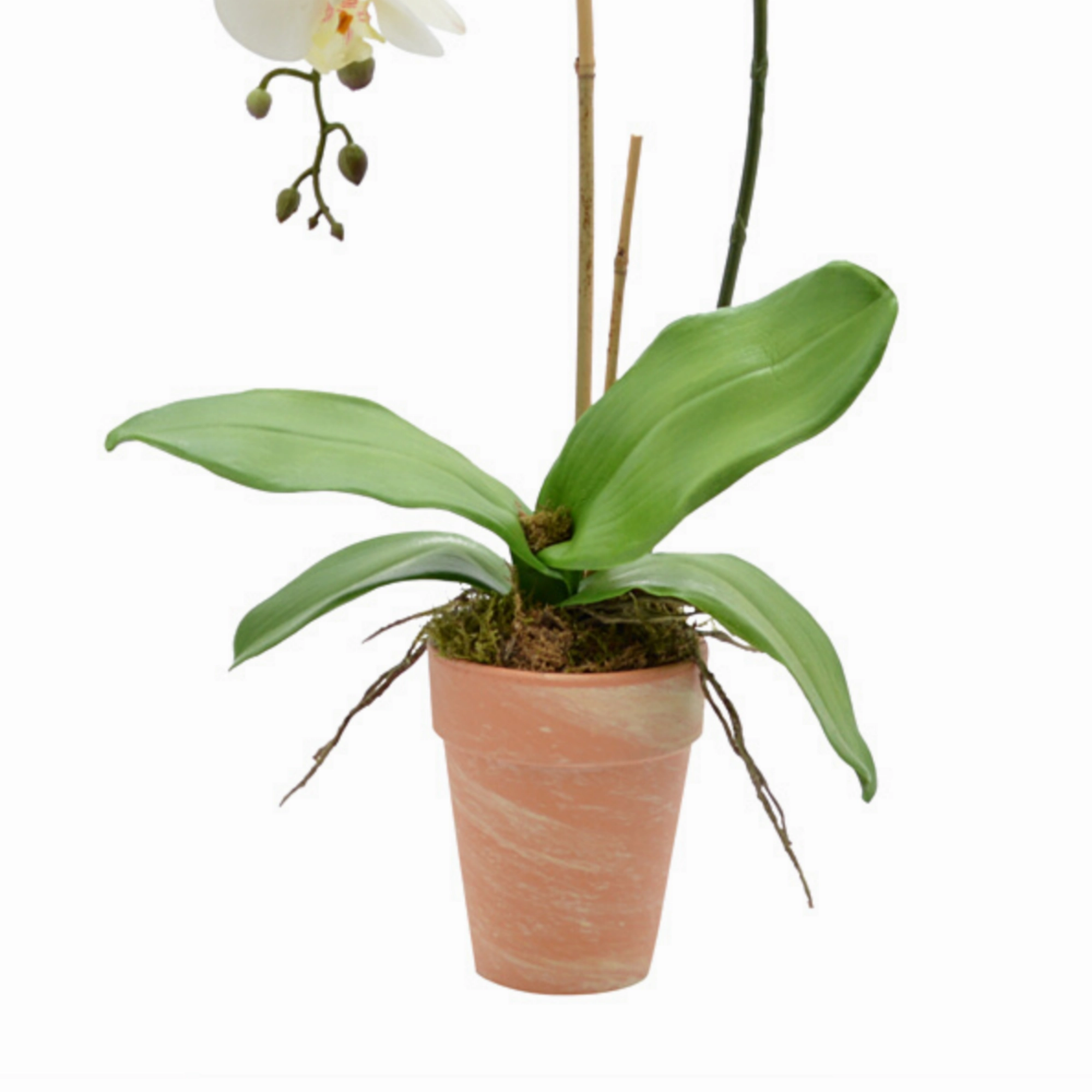 Creative Displays White Orchid Floral Arrangement