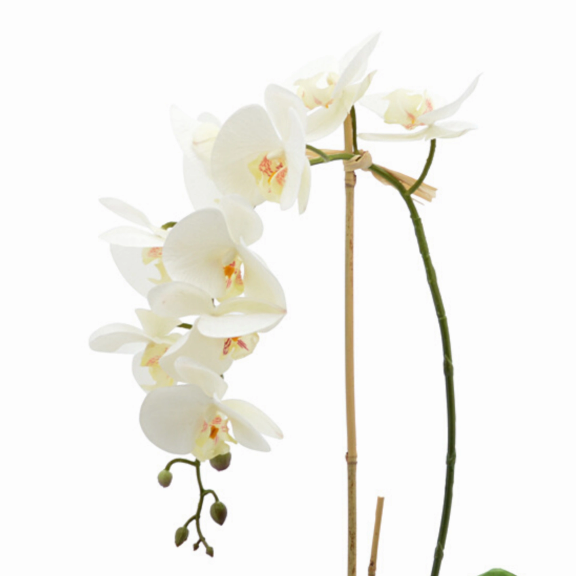 Creative Displays White Orchid Floral Arrangement