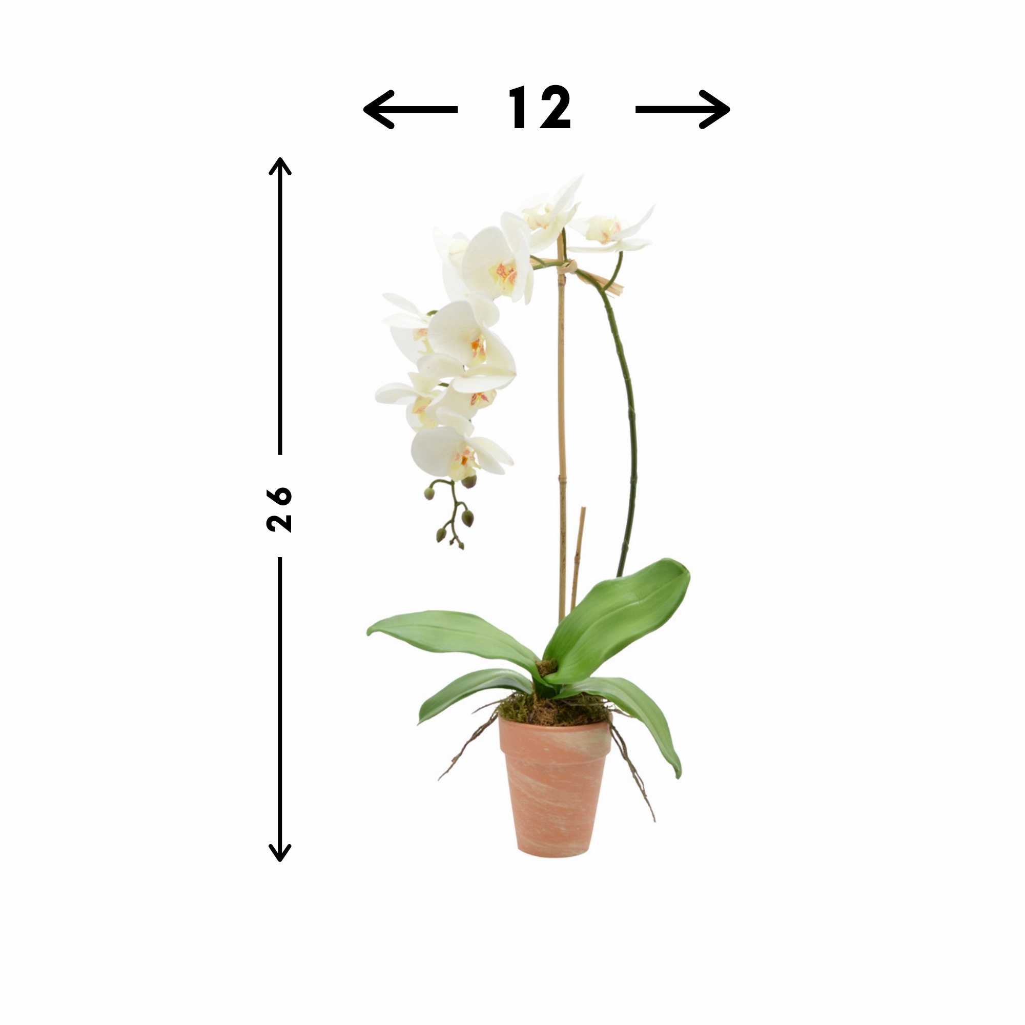 Creative Displays White Orchid Floral Arrangement