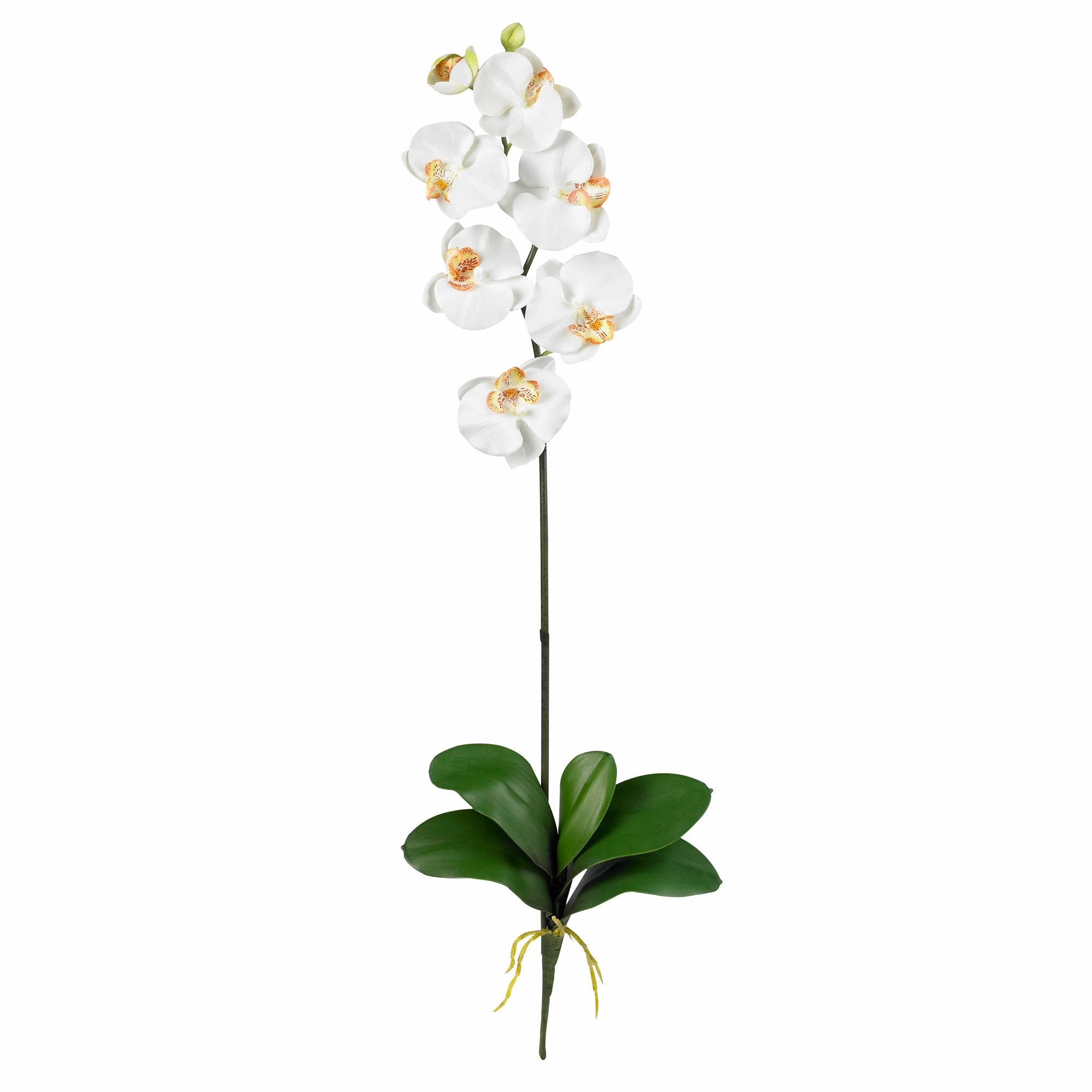 Phalaenopsis Stem (Set of 12) - Cream Faux Florals best price deals