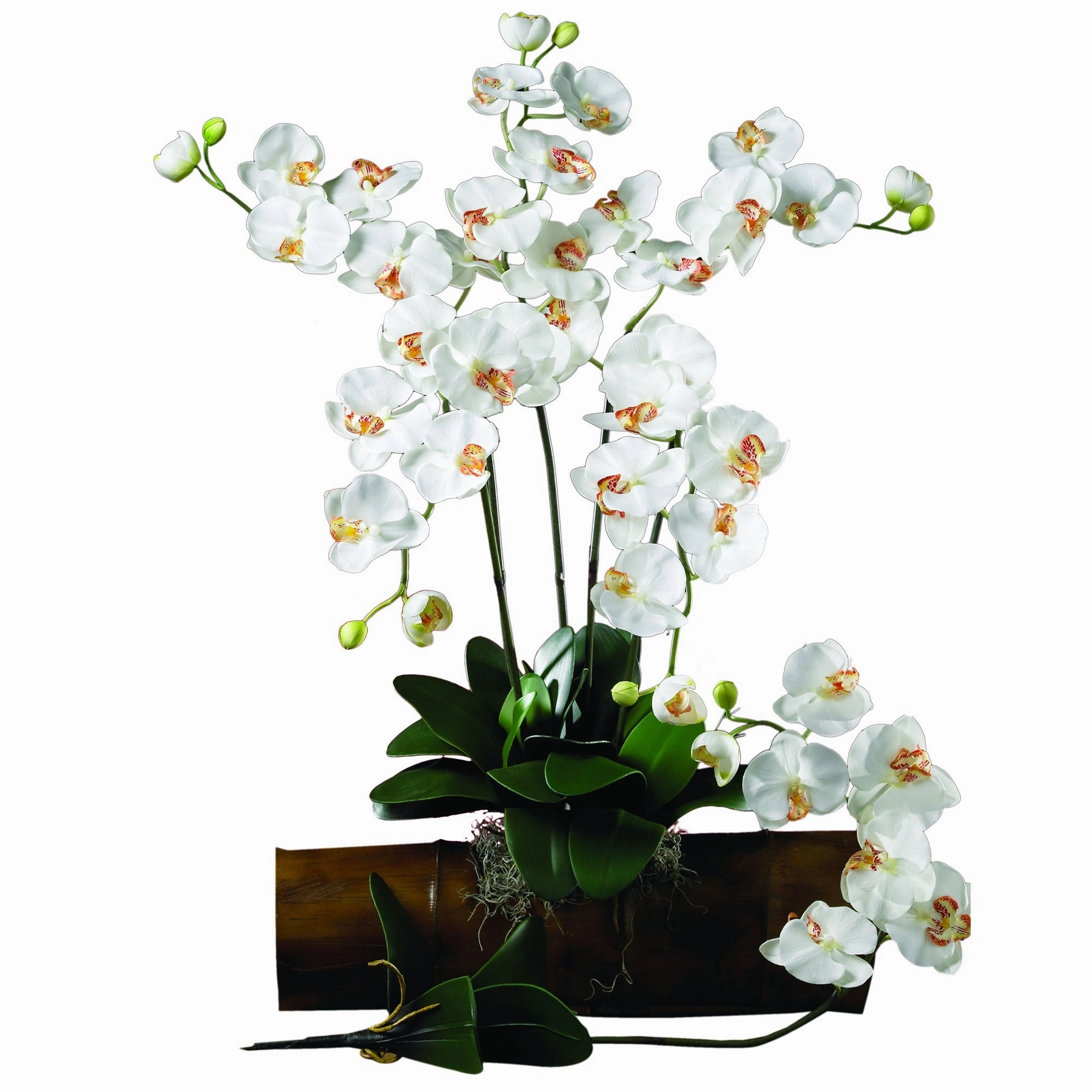 Phalaenopsis Stem (Set of 12) - Cream