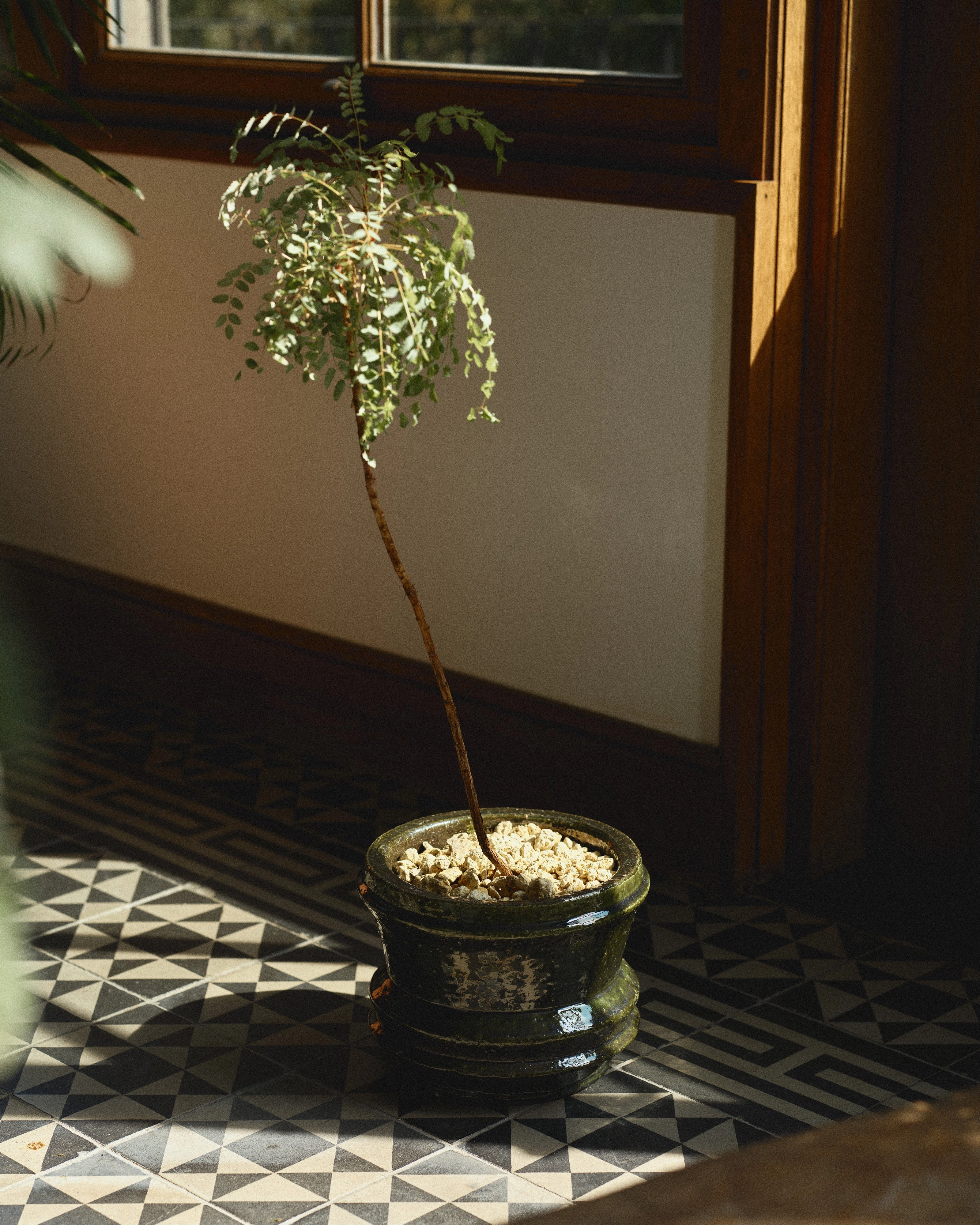 Planter 01 S dark green Mesa