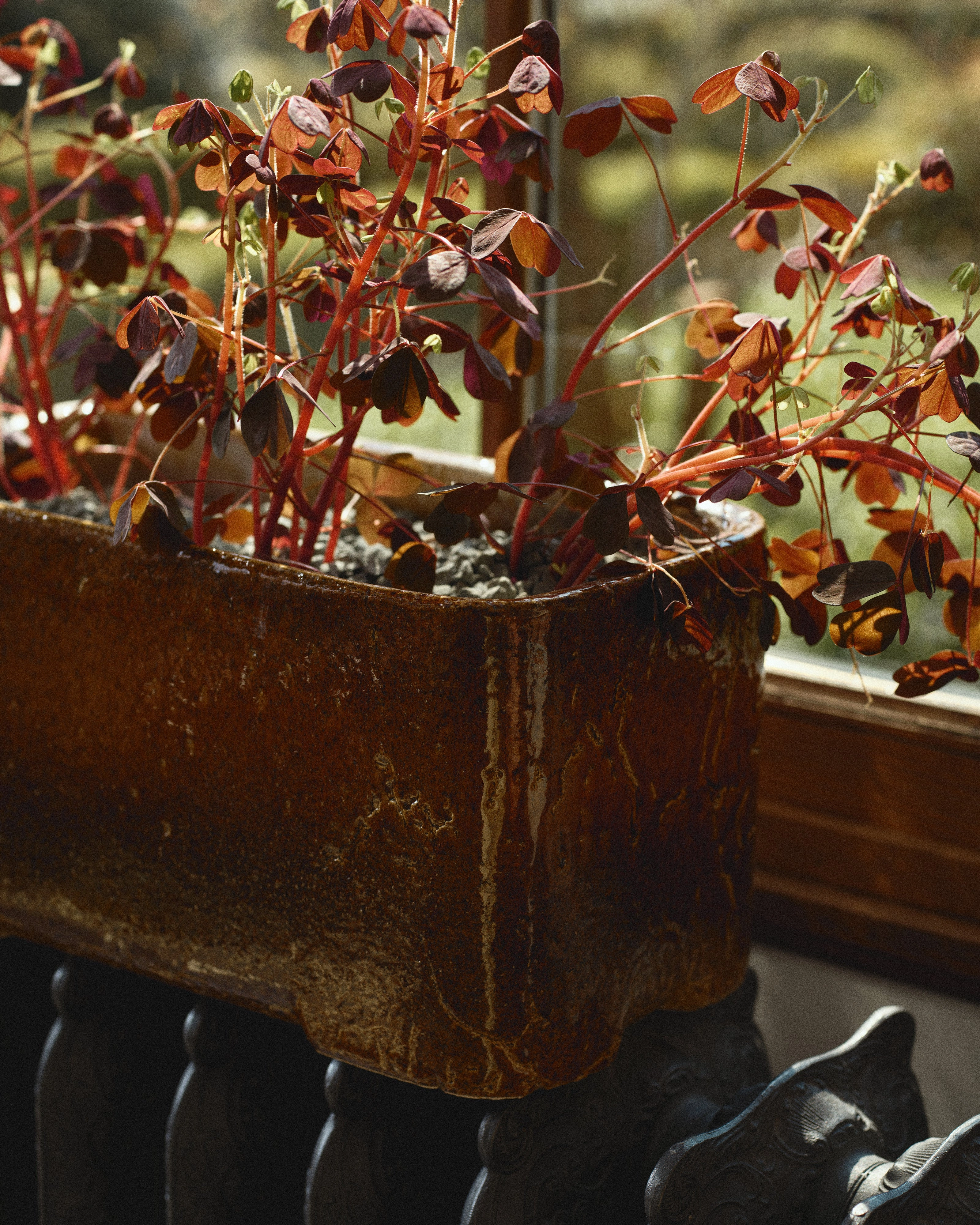 Planter low 04 amber Book