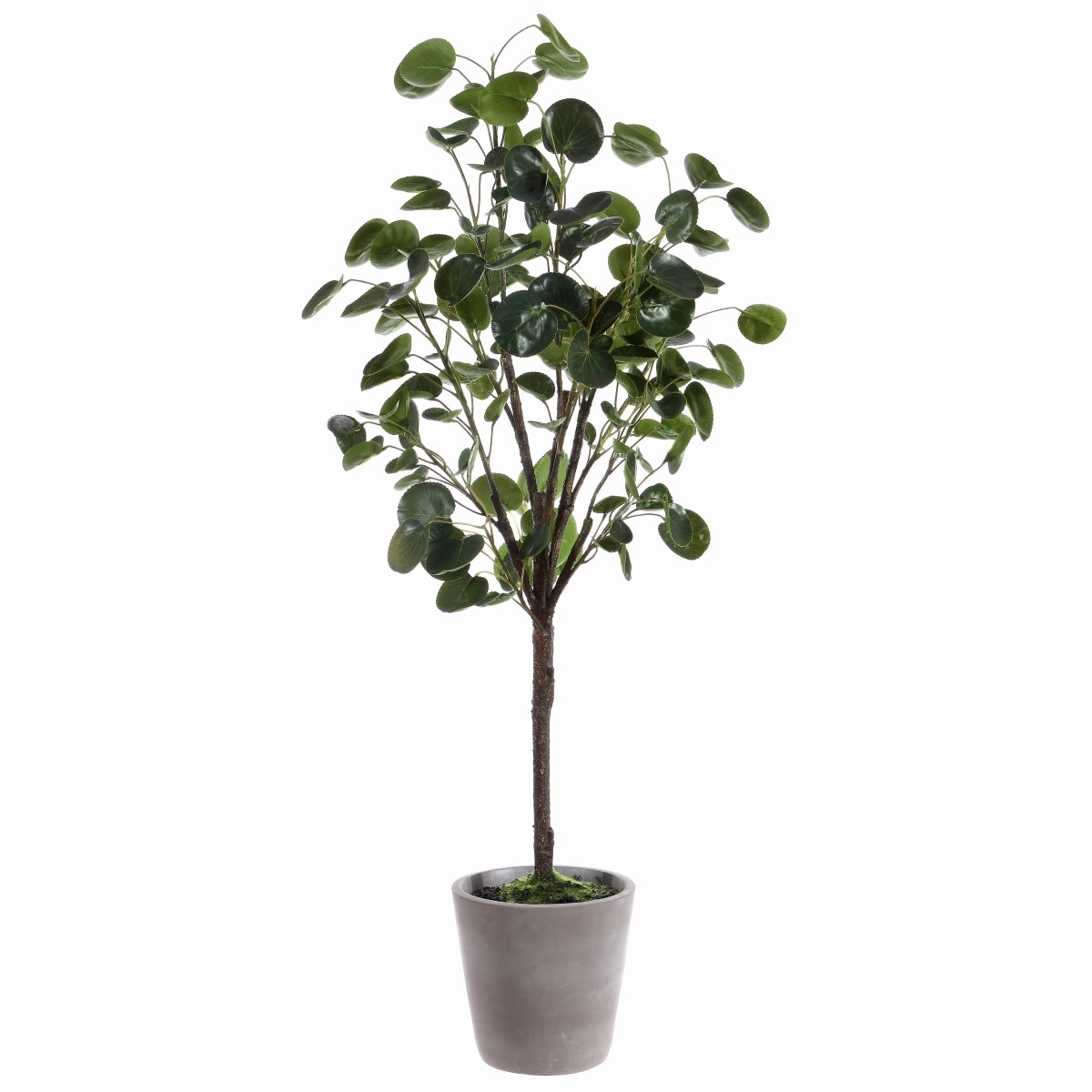 Safavieh Faux 37 Inch Potted Polyscias Fruticosa Tree
