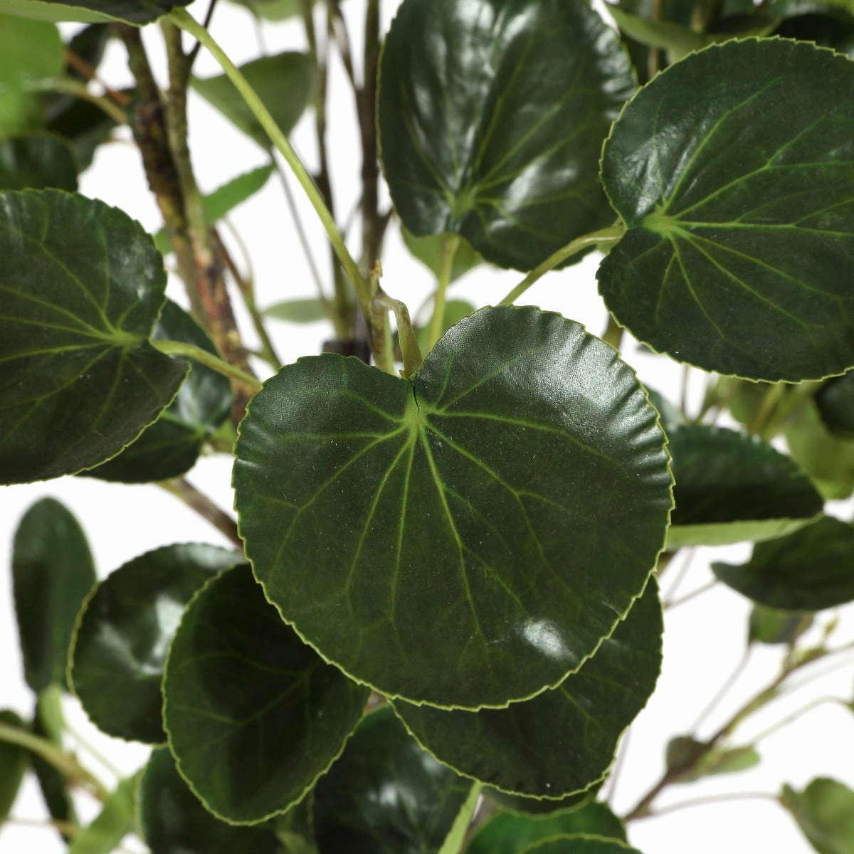 Safavieh Faux 37 Inch Potted Polyscias Fruticosa Tree
